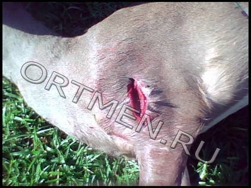 Наконечник охотничий Swhacker 100 grn 2"